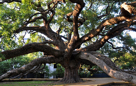 Jacksonvilles Treaty Oak