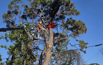 Professional tree pruning in Jacksonville for live oaks to improve structural integrity and health.